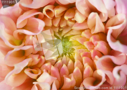 Image of Core of big beautiful flower