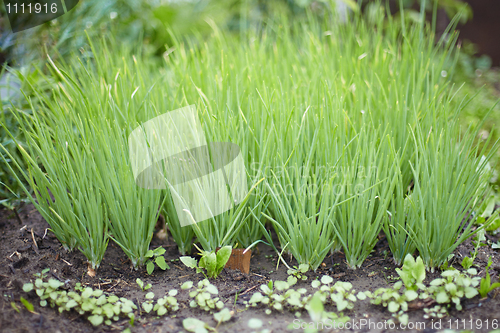 Image of Green onions in garden