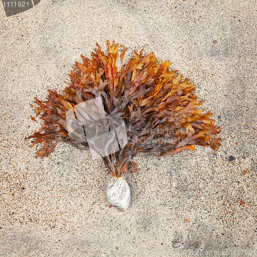 Image of Northern seaweed clinging to a stone