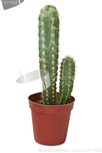 Image of Two cactus - big and small