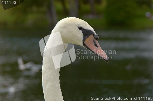 Image of Mute swan