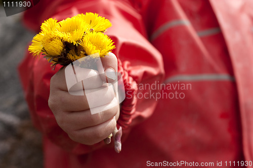 Image of Spring flowers