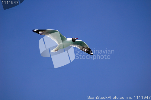 Image of Single seabird flying in the blue sky