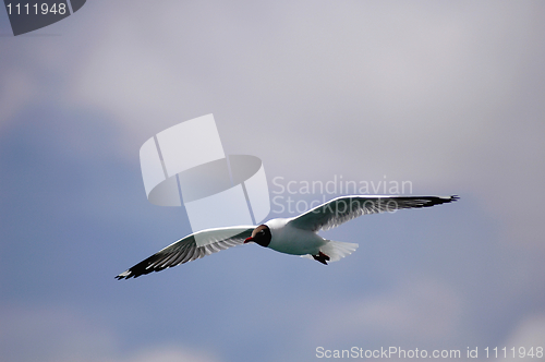 Image of Single seabird flying in the blue sky