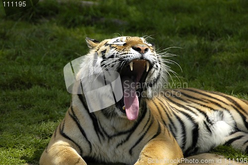 Image of Yawning tiger