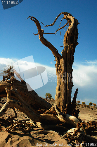Image of Dead trees in the desert