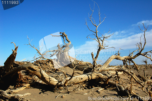 Image of Dead trees in the desert