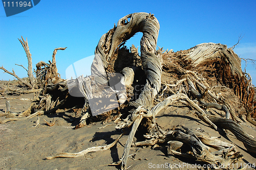 Image of Dead trees in the desert