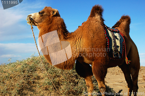 Image of Camel in desert