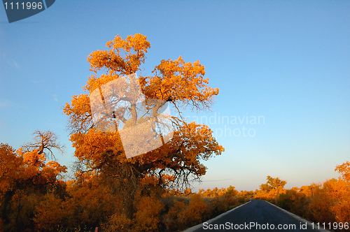 Image of Landscape of a road in autumn