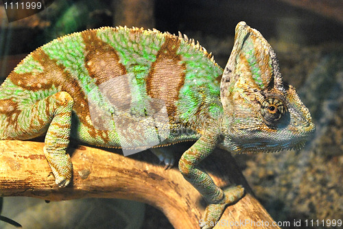 Image of chameleon