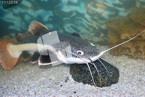 Image of sheatfish