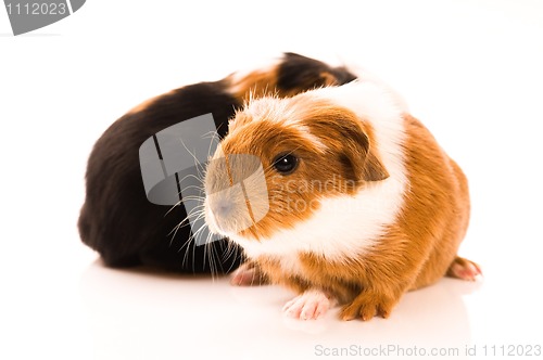 Image of baby guinea pigs