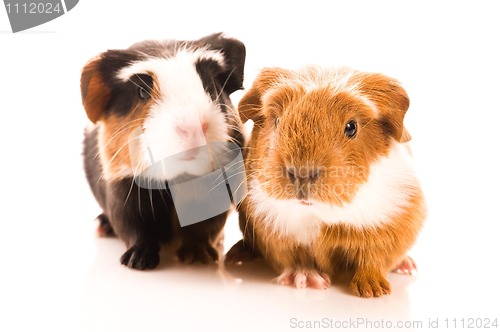 Image of baby guinea pigs