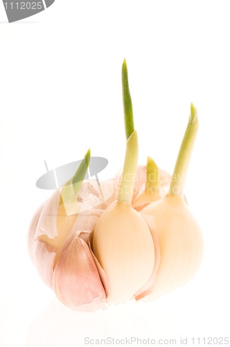 Image of growing garlic