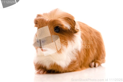 Image of baby guinea pig