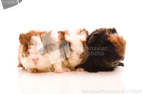 Image of baby guinea pigs