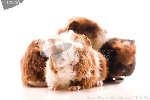 Image of baby guinea pigs