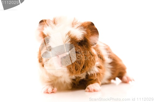 Image of baby guinea pig