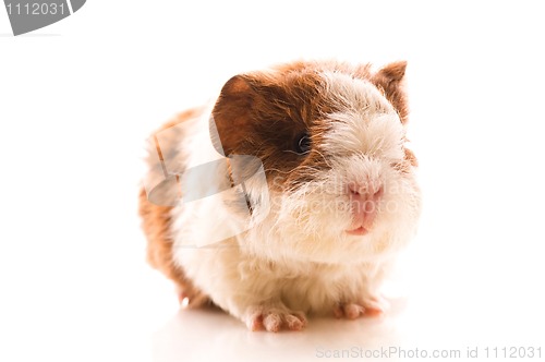 Image of baby guinea pig