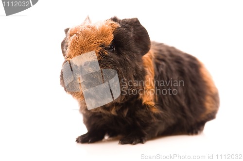 Image of baby guinea pig