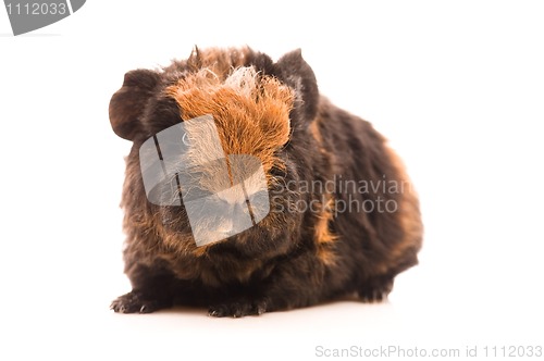 Image of baby guinea pig