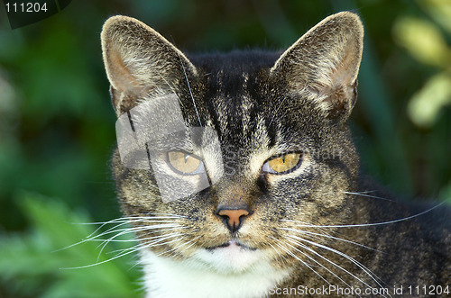 Image of  Portrait of an old cat