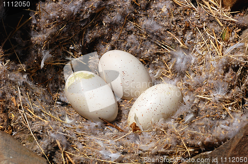 Image of Bird nest