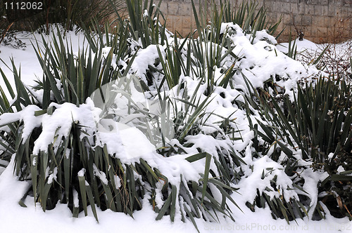 Image of Southern Plants under Snow