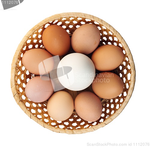 Image of Goose egg and egg