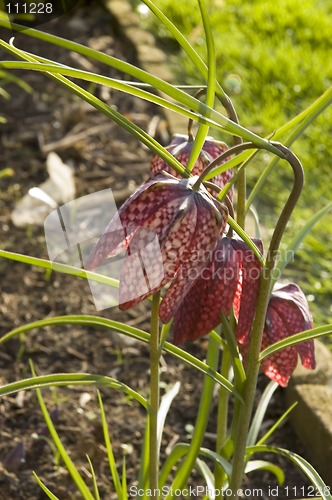 Image of fritillaria