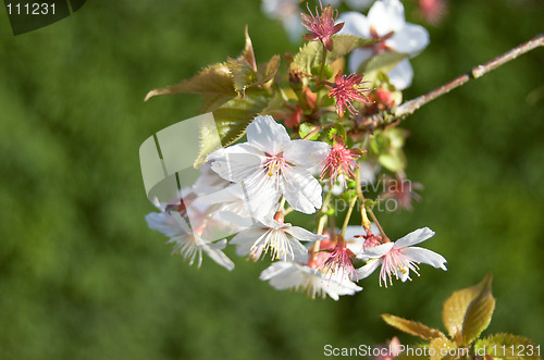 Image of White Cherry blossom in spring