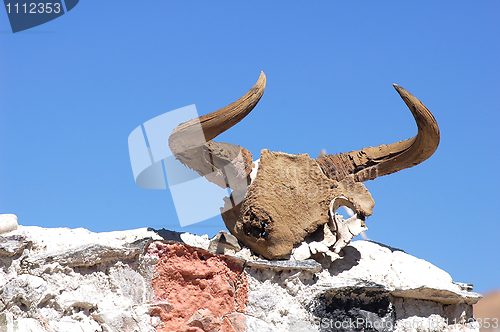 Image of Yak head skull on the wall
