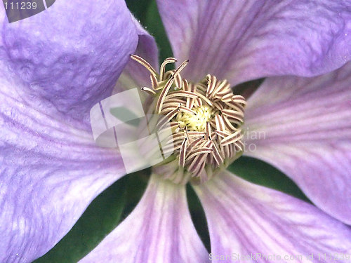 Image of clematis centre macro shot