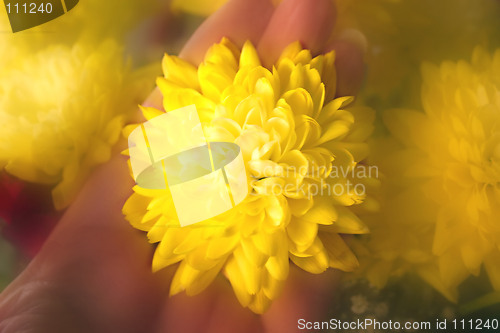 Image of hand holding a beautiful yellow  chrysanthemum