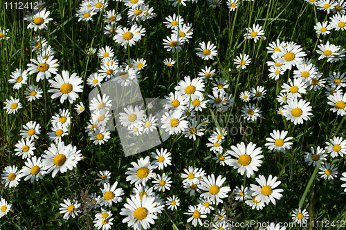 Image of Daisys