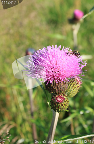 Image of Thistle flower