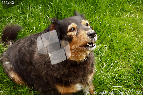 Image of dog barking in the grass