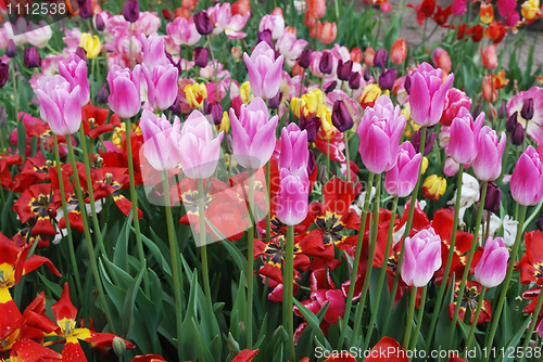 Image of colorful tulips in the garden