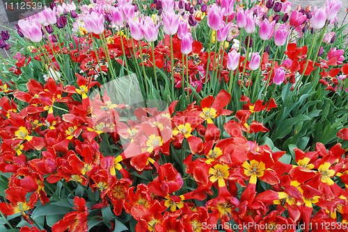 Image of colorful tulips in the garden