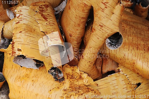 Image of rolls of birch bark