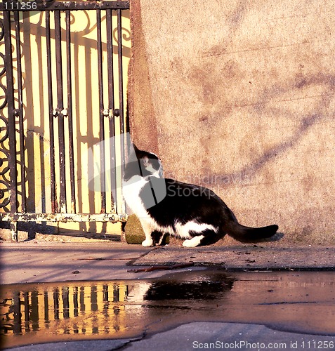Image of Cat on a walk