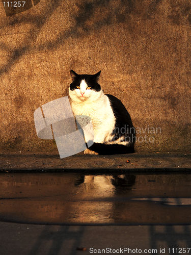 Image of Cat