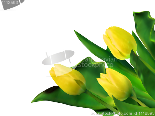 Image of Bright yellow tulips isolated on white. EPS 8