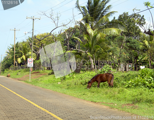 Image of typical street scene horse on road corn island nicaragua