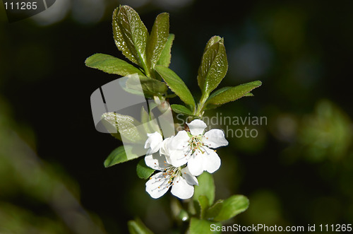 Image of White Cherry blossom in springno caption