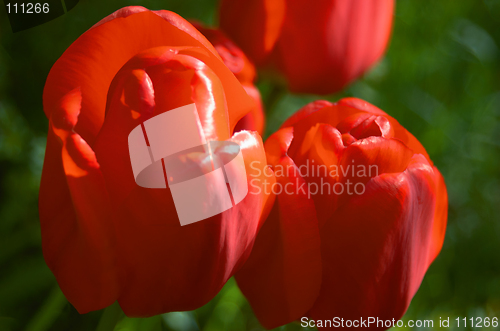 Image of Tulips