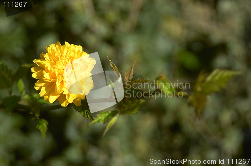 Image of yellow flower in spring