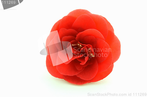 Image of Red Camellia