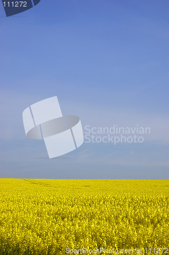 Image of Rapeseed field with blue sky and text space